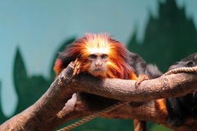 Golden-headed Lion Tamarin on the tree