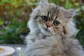 fluffy persian cat in the garden
