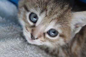 small Kitten looking up