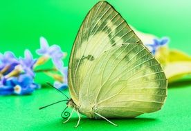 butterfly with green wings on the background of flowers