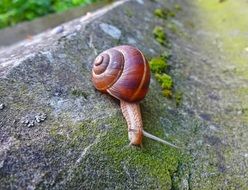 Spiral snail on the mossy stone