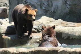 Picture of Brown Bears in the zoo