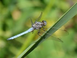 winged blue dragonfly close-up on blurred background