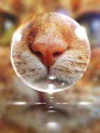 macro photo of Cat nose