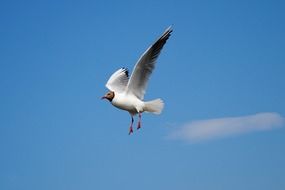 seagull in flight in the blue sky