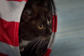 the cat looks out of the pipe