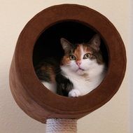 Painted Cat Animal Portrait Domestic Cat