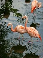 beautiful Pink Flamingo