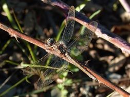 closeup photo of big beautiful dragonfly on a branch