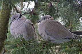 couple of perched doves