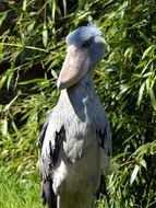 gray shoebill with a big beak in the grass