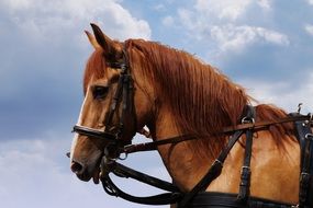 harness a farm horse