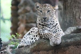 beautiful leopard is lying on the ground