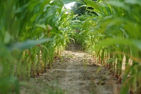 path among the plants in the corn field