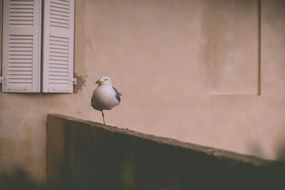 Seagull on One Leg standing outdoor