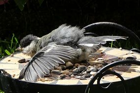 Tit Parus Bird