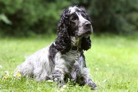 good Dog Cocker Spaniel