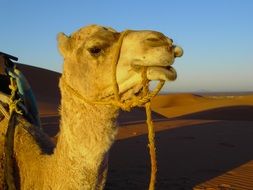 photo of the head of a camel on a desert background