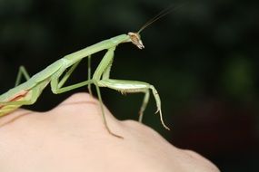 green grasshopper on hand