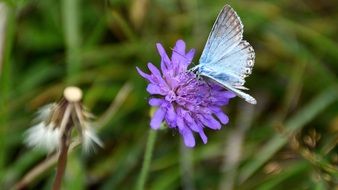 Blue butterfly on purple flower