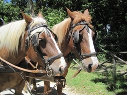 horses harnessed to a cart