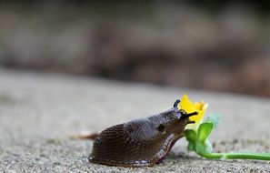 Snail Slug Mollusk Slowly Crawl