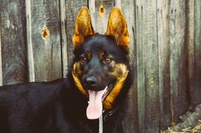 black german shepherd in the background of the fence