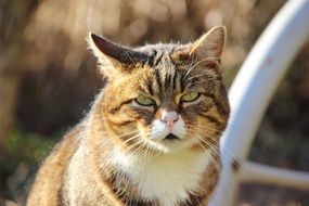 striped cat with green eyes close up