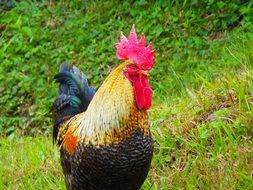 beautiful cock in Honduras