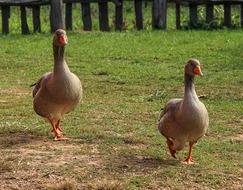 Geese Birds
