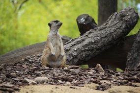 staying Meerkat in Zoo