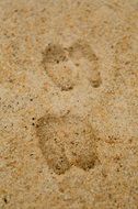 Deer Tracks on a sand