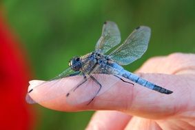 Beautiful colorful dragonfly on the hand