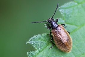 brown beetle on green leaf close up