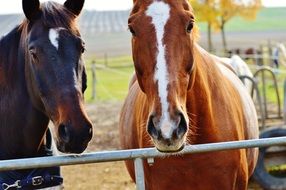 two horses in the paddock