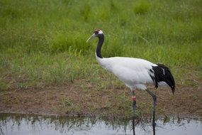 Crane Nature