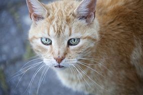 red cat with long whiskers