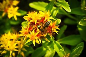 honeybee on the yellow flower