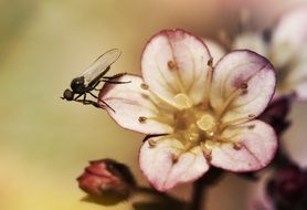a fly on an apple flower