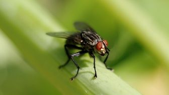 fly on a green blade of grass close up