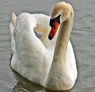 Swan in a pond