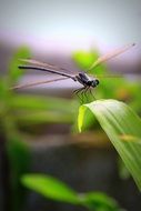 tiny Dragonfly on grass blade