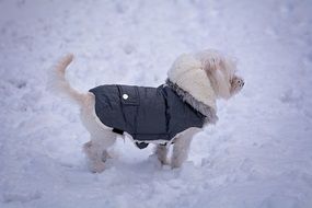white dog in winter costume
