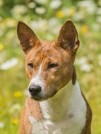 Dog portrait Nature view