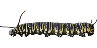 thick striped caterpillar on a white background