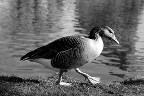 perfect beautiful Duck on Lake