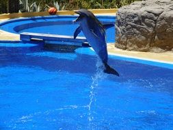 jumping dolphin in dolphinarium