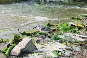 Speckled Bird on the lake