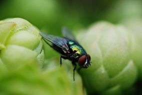 splendid fly Insect