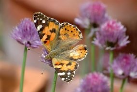 Vanessa Cardui, painted lady Butterfly on purple flower, macro